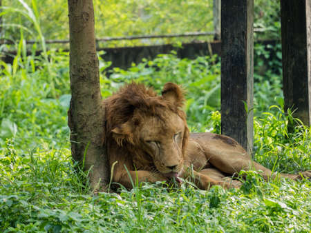 Lion lying and licking his pawの写真素材