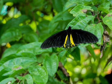 Troides minos or Southern Birdwing close upの写真素材