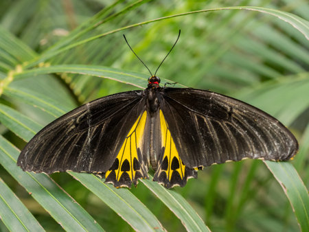 Troides minos or Southern Birdwing close up