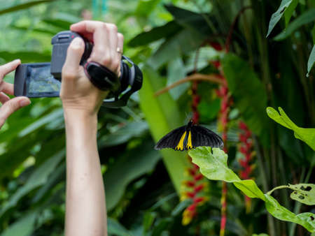 Making shoot of Troides minos or Southern Birdwingの写真素材