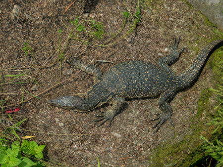 Komodo dragon, Varanus komodoensis, single lizard on the groundの写真素材