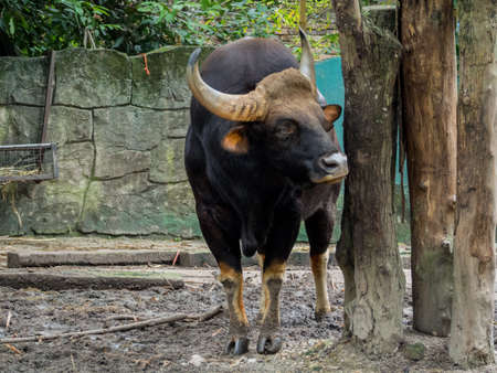 Close up of Male Malayan Gaurの写真素材