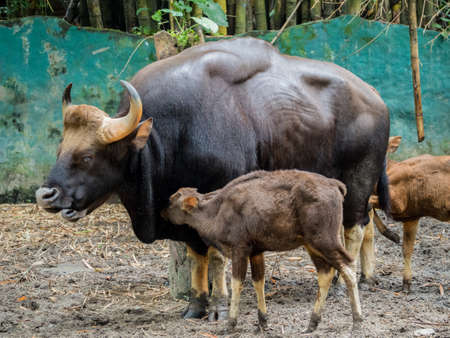 Family of gaur - the largest bulls in the worldの写真素材