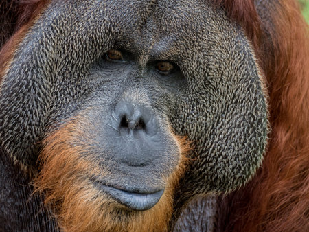Portrait of a Large Male Orangutan