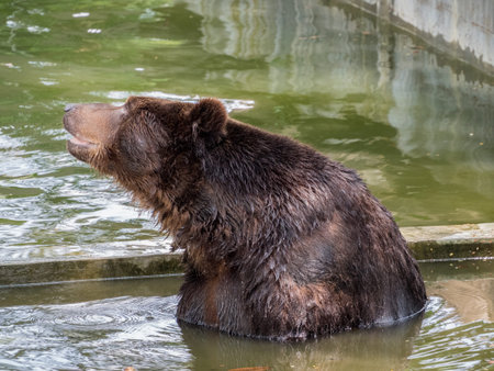 Brown bear (Ursus arctos) in waterの写真素材