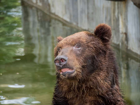 Brown bear (Ursus arctos) in water close upの写真素材