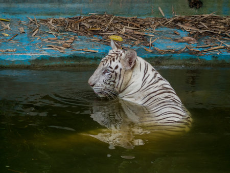 A white bengal tiger cools off by wading in the waterの写真素材