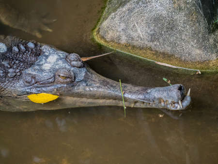 Indian gavial (Gharial - Gavialis gangeticus) with reflection in waterの写真素材