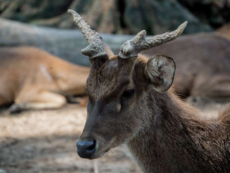 Closeup portrait of a Young Whitetail Deerの写真素材