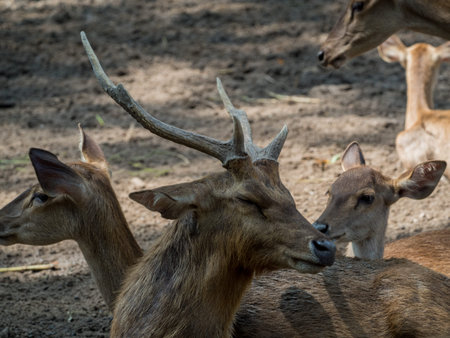 Close portrait of a male deer with antlersの写真素材