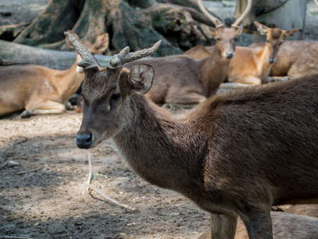 Closeup portrait of a Young Whitetail Deerの写真素材