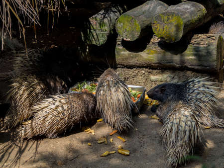 Indian Crested Porcupine feeding close up, rodent in captivityの写真素材