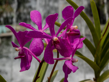 violet orchid outside , fresh flowers in nature