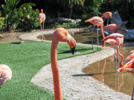 Flock of pink flamingos in the parkの写真素材