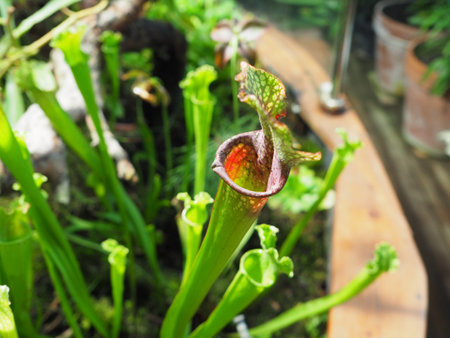 Sarracenia leucophylla Pitcher Plant