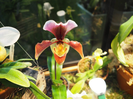 Lady Slipper Orchid Paphiopedilum