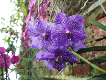close-up Vanda Orchid Wanda