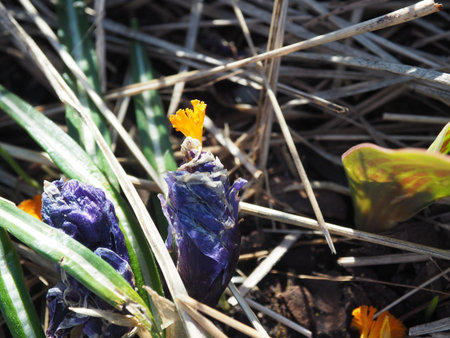 Becoming faded crocus