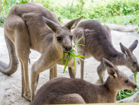 Group of kangaroos feeding in the parkの写真素材