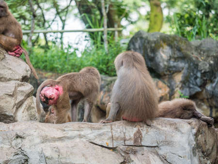 Baboons family hamadryas baboon in captivityの写真素材
