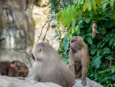 Baboons family hamadryas baboon in captivityの写真素材