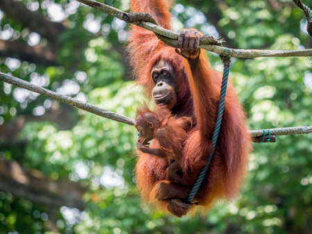 A female of the orangutan with a cub in the zooの写真素材