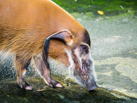 Red river hog bush pigの写真素材