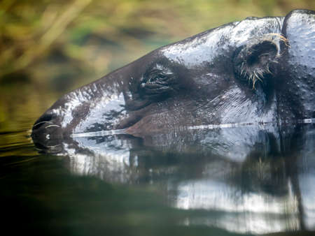 pygmy hippo in the waterの写真素材