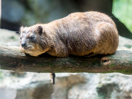 Sun bathing rock hyrax at the zooの写真素材