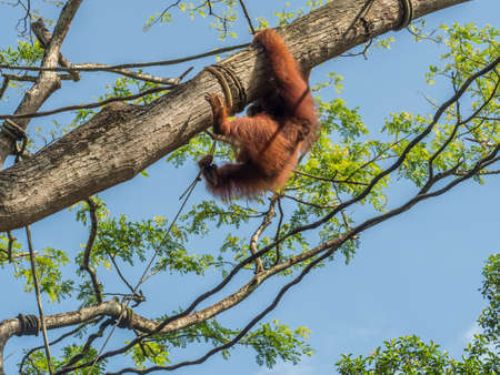 A female of the orangutan with a cub in the zoo. Bornean orangutan Pongo o pygmaeus wurmmbii in the zooの写真素材