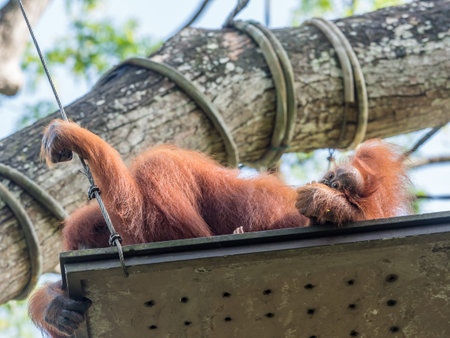 A female of the orangutan with a cub in the zoo. Bornean orangutan Pongo o pygmaeus wurmmbii in the...
