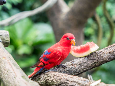 Australian Rainbow Lorikeet, Trichoglossus moluccanus, eating watermelonの写真素材
