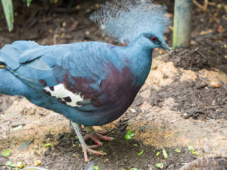 A single Victorian Crowned Pigeon displaying its head plumage.の写真素材