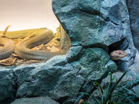 Portrait of King cobra hiding in the shelter in the parkの写真素材