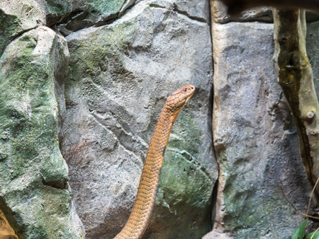 King Cobra Ophiophagus hannah stainding up close up