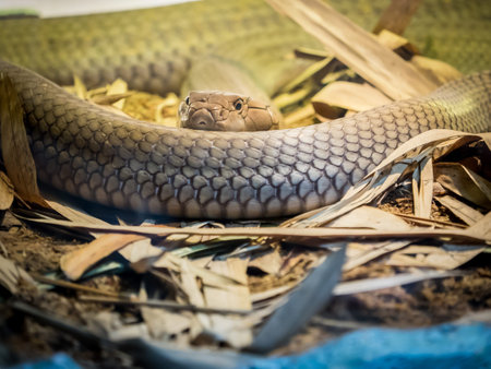 King cobra curled on the sand close up