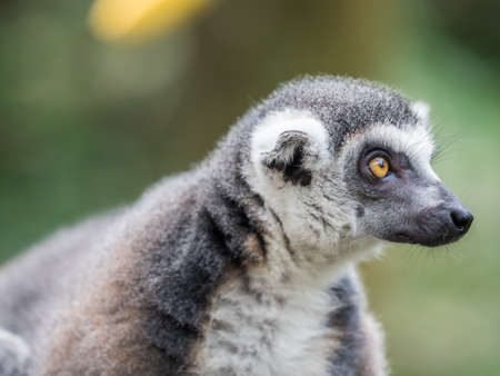 beautiful black and white ring-tailed lemur close up profile portrait in the zooの写真素材