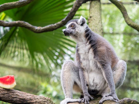 beautiful black and white ring-tailed lemur close up profileの写真素材