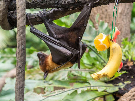 scary flying fox on tree with fruitsの写真素材