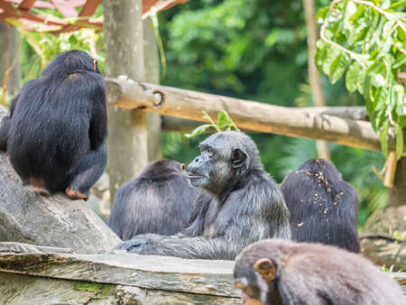 close up of a chimpanzeeの写真素材