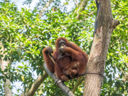 A female of the orangutan with a cub in the zooの写真素材