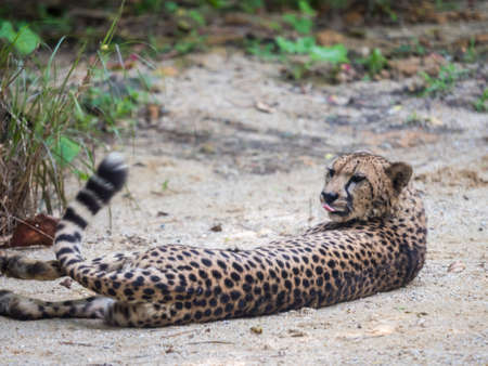 Close-up of a beautiful cheetah Acinonyx jubatusの写真素材