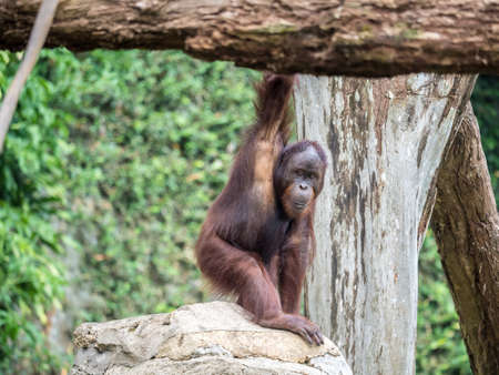 Orangutan Portrait. Portrait of the adult male of the adult orangutanの写真素材