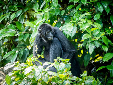 Spider monkey Ateles geoffroyi . Wildlife animal.の写真素材