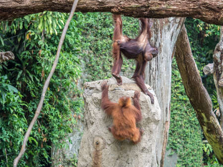A pair of Bornean orangutan Pongo pygmaeus hang out among the trees.の写真素材
