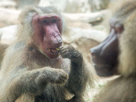 The portrait of a male baboon close upの写真素材