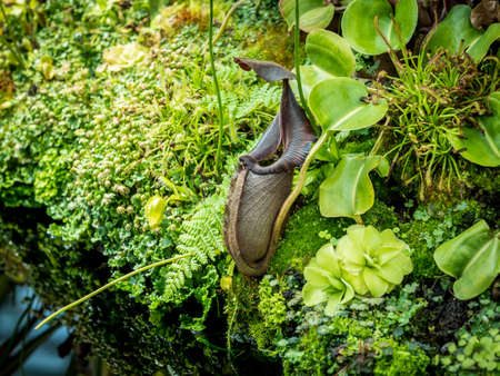 Sarracenia leucophylla Pitcher Plant in a Gardenの写真素材