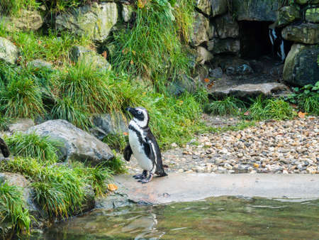Colony of penguins on a rock in the zooの写真素材