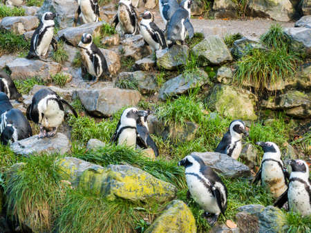 Colony of penguins on a rock in the zooの写真素材
