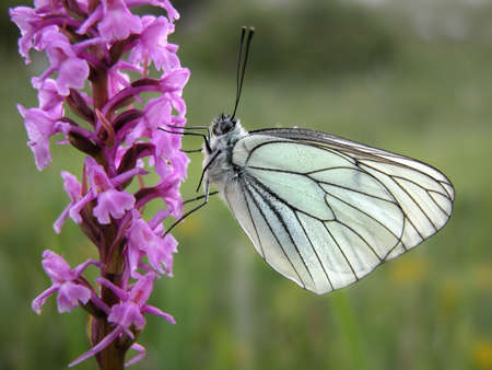 Butterfly on flower, close-upの写真素材